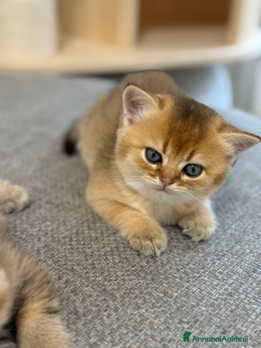 Scottish gatti in vendita: Scottish straight  - Annuncio 4