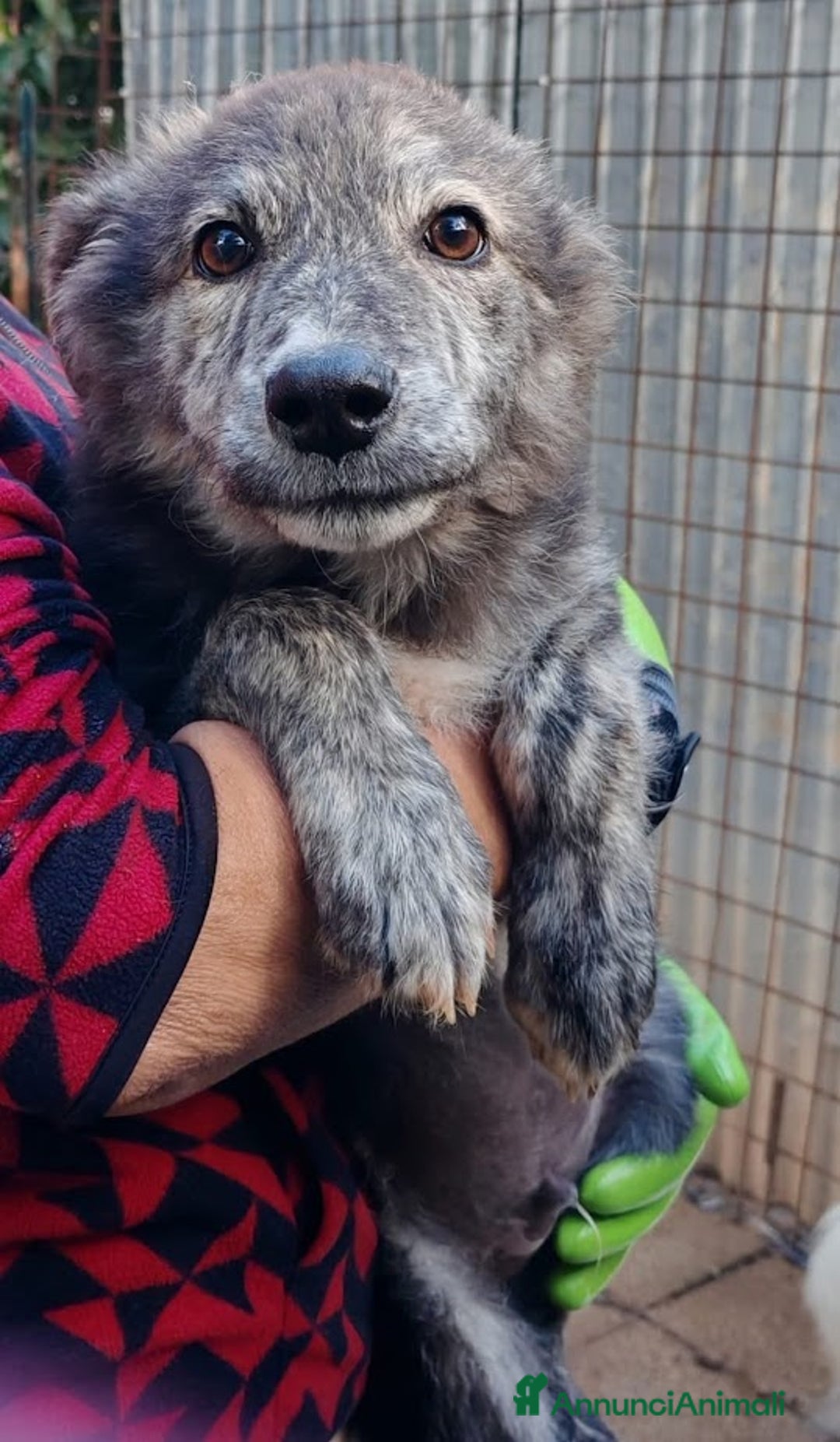 Meticcio cani in regalo: DOLCE GREY, MORBIDO CUCCIOLO - Annuncio 2