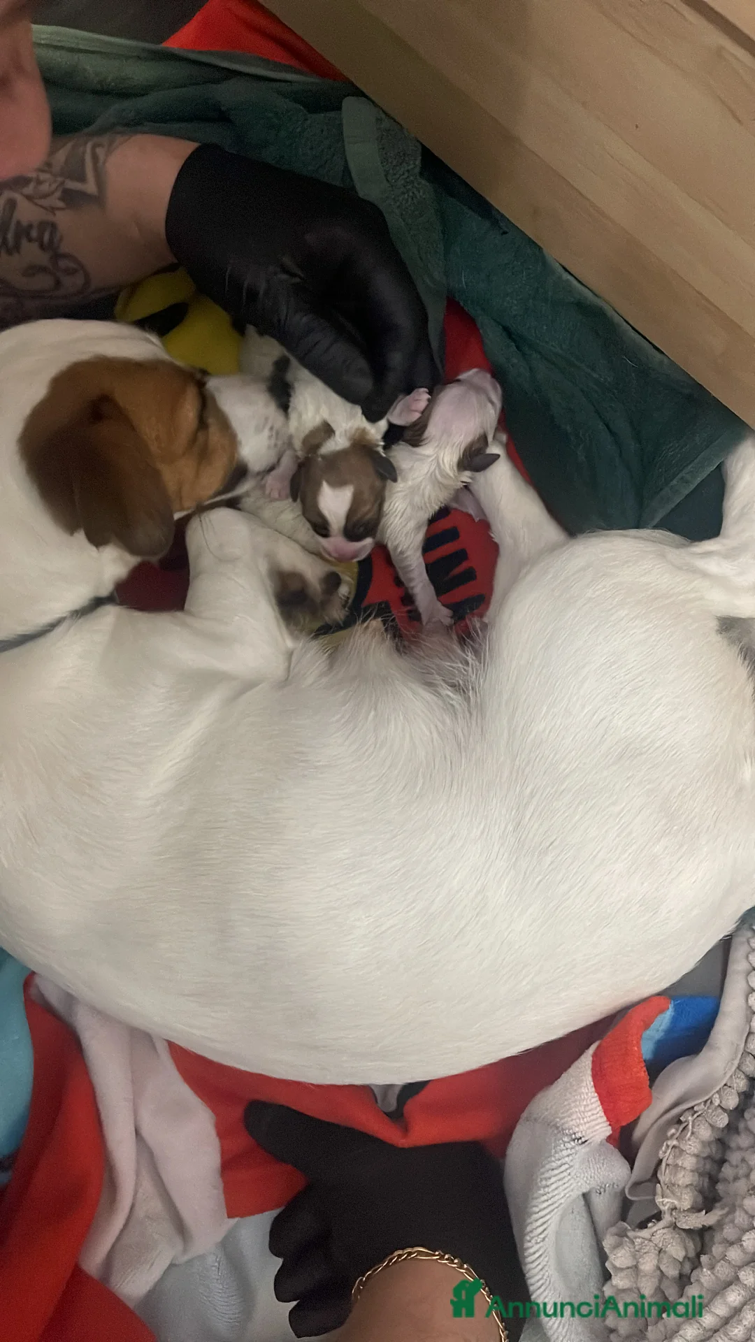 Jack Russell cani in vendita: Cuccioli di jack russel - Annuncio 8