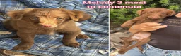 Meticcio cani in regalo: CUCCIOLI IN CERCA D'AMORE  a Provincia di Prato - Annuncio 11