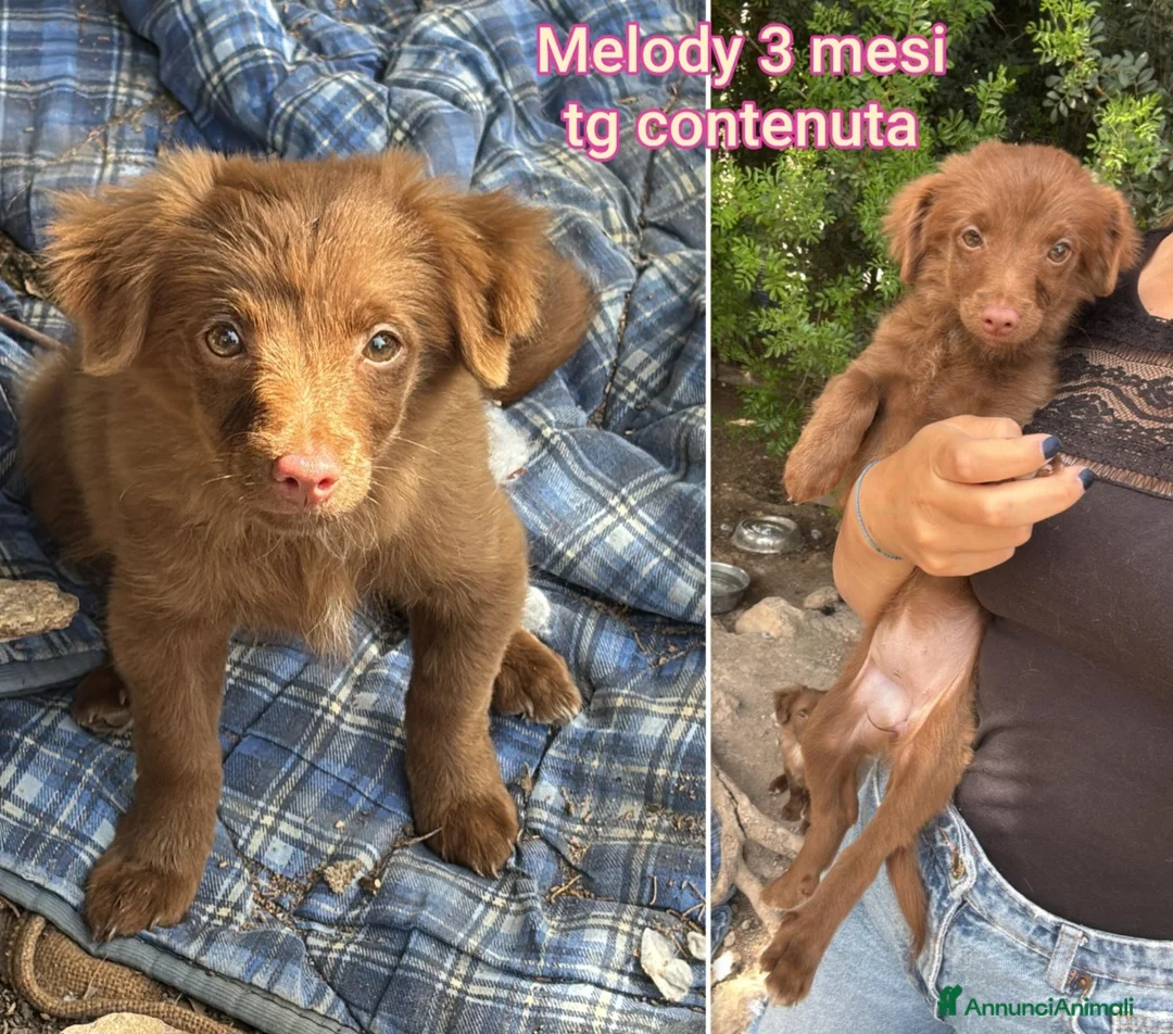 Meticcio cani in regalo: CUCCIOLI IN CERCA D'AMORE  a Provincia di Prato - Annuncio 11