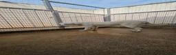 Meticcio cani in regalo: Chiara: giovane, socievole ed equilibrata - Annuncio 19
