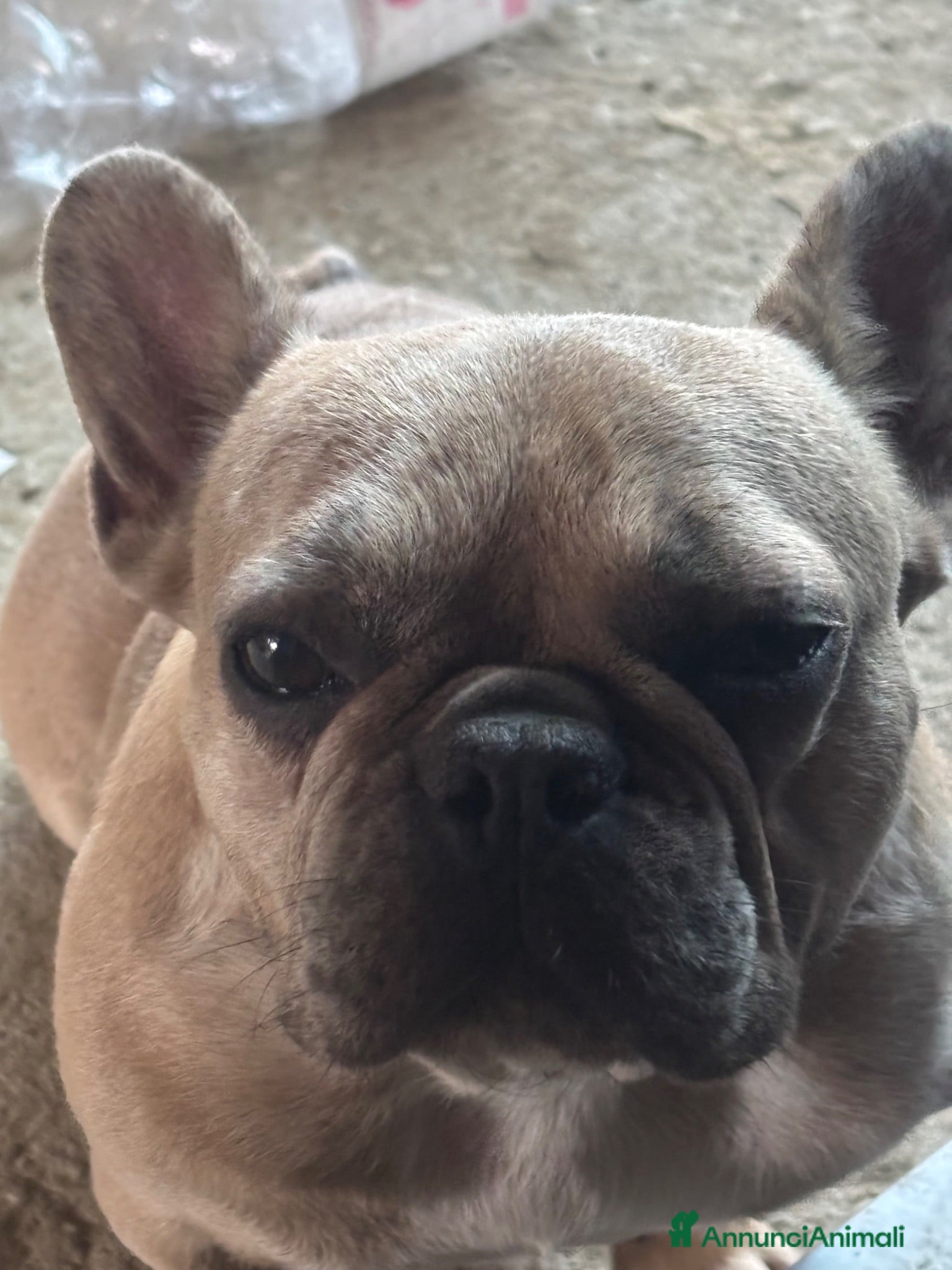 Bulldog Francese cani Bulldog francese - Annuncio 5