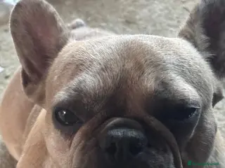 Bulldog Francese cani Bulldog francese - Annuncio 5