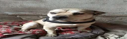 Meticcio cani in regalo: LINO 1 anno molto buono - Annuncio 4