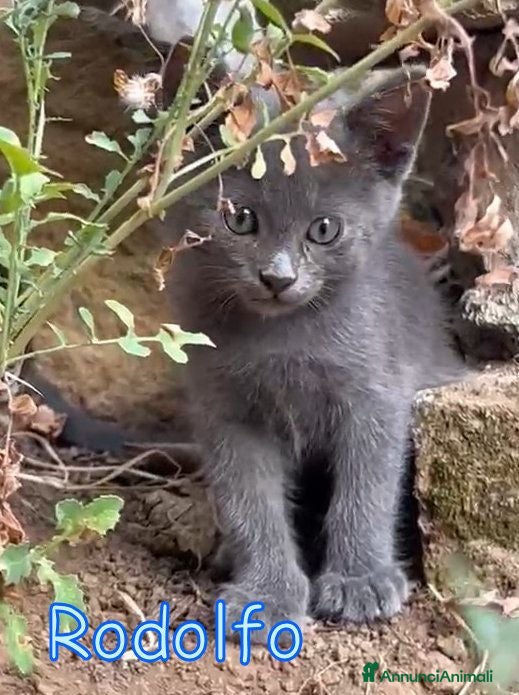 Certosino gatti RODOLFO DOLCISSIMO SIMILCERTOSINO - Annuncio 11