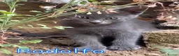 Certosino gatti in regalo: RODOLFO DOLCISSIMO SIMILCERTOSINO - Annuncio 1