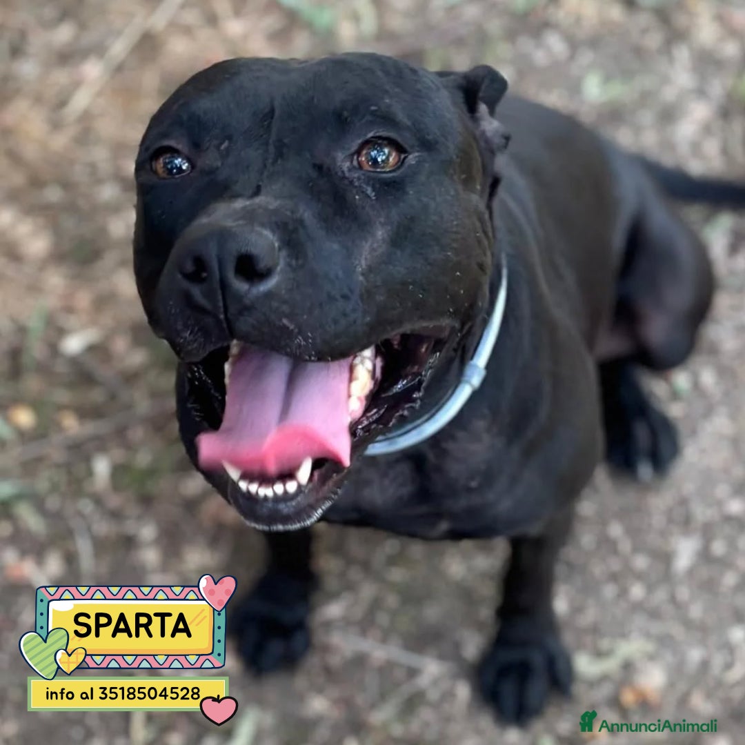 Altre razze cani SPARTA cagnolina 4 anni cerca casa - in adozione - Annuncio 3