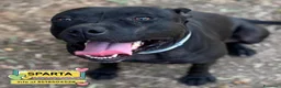Altre razze cani in regalo: SPARTA cagnolina 4 anni cerca casa - in adozione - Annuncio 1