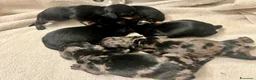 Bassotto cani in vendita: Cuccioli bassotto tedesco - Annuncio 2