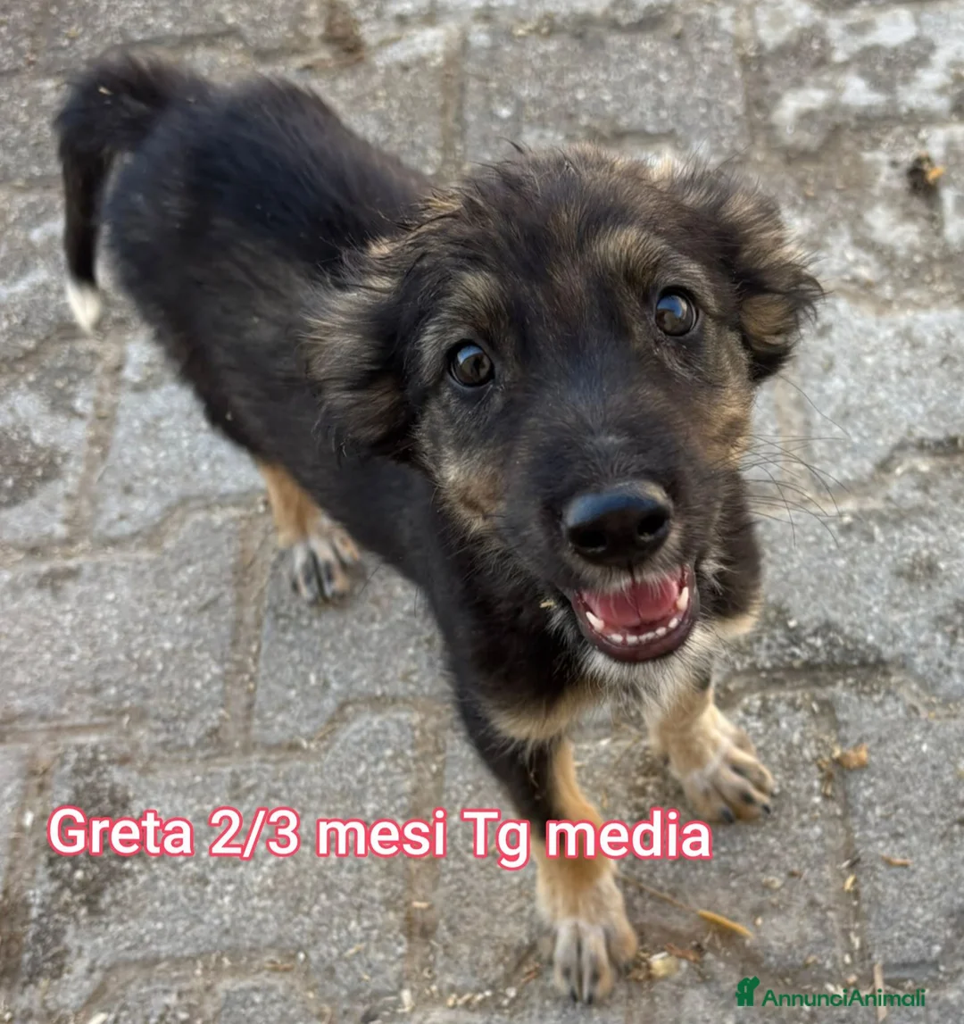 Meticcio cani in regalo: TANTI CUCCIOLI SOLI! a Provincia di Vicenza - Annuncio 12