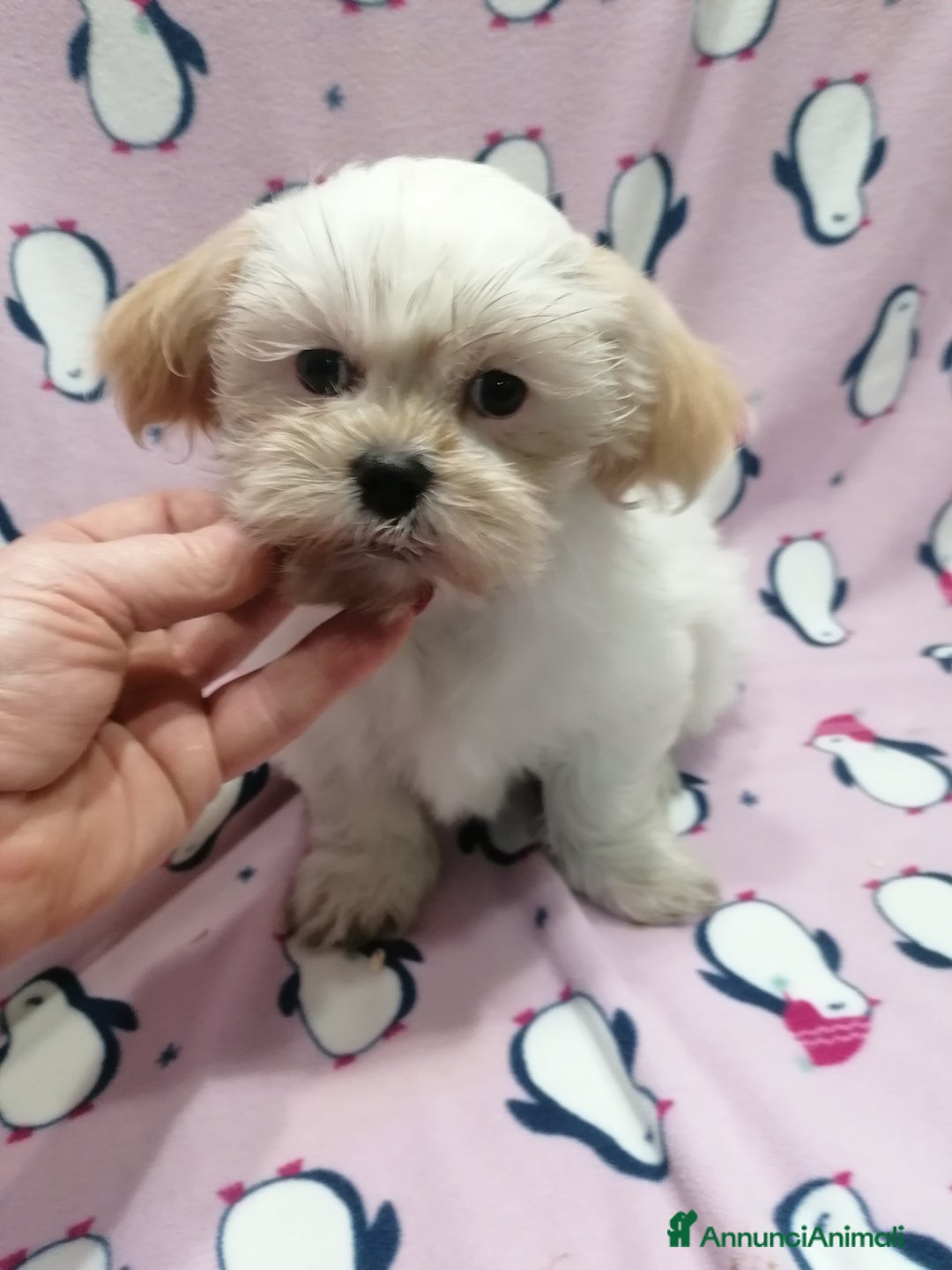 Shih Tzu cani in vendita: Shih Tzu cuccioli bianchi, taglia molto piccola - Annuncio 4