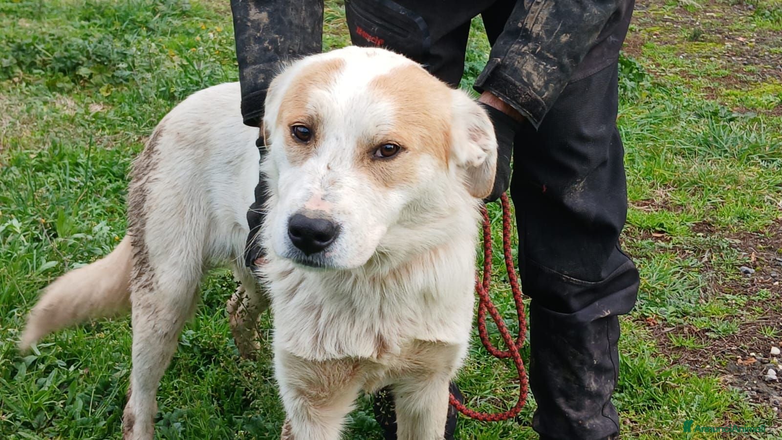 Meticcio cani ATHOS STA ASPETTANDO LA SUA MAMMA E IL SUO PAPA' - Annuncio 12