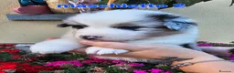 Australian Shepherd cani in vendita: Cuccioli di pastore australiano disponibili  - Annuncio 3