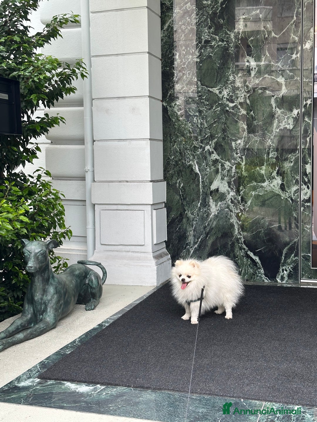 Volpino Pomerania cani per accoppiamento: Spritz di Pomerania per monta e accoppiamento  a Provincia di Como - Immagine 4