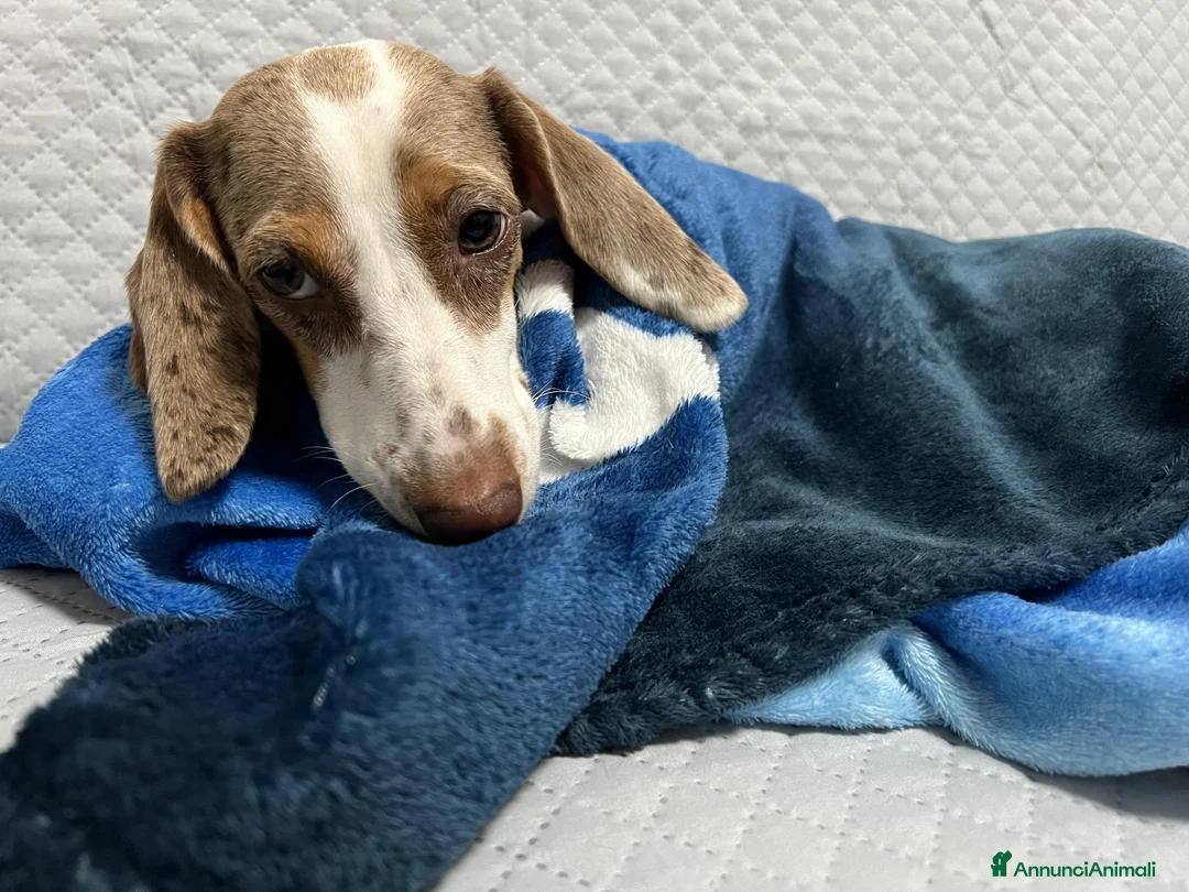 Bassotto cani per accoppiamento: Si ricerca bassotto maschio per monta. - Annuncio 9