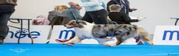 Australian Shepherd cani in vendita: Cucciolo Australian sheperd - Pastore Australiano - Annuncio 12