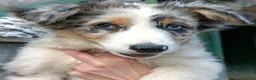 Australian Shepherd cani in vendita: Cuccioli di pastore australiano con pedigree  - Annuncio 4