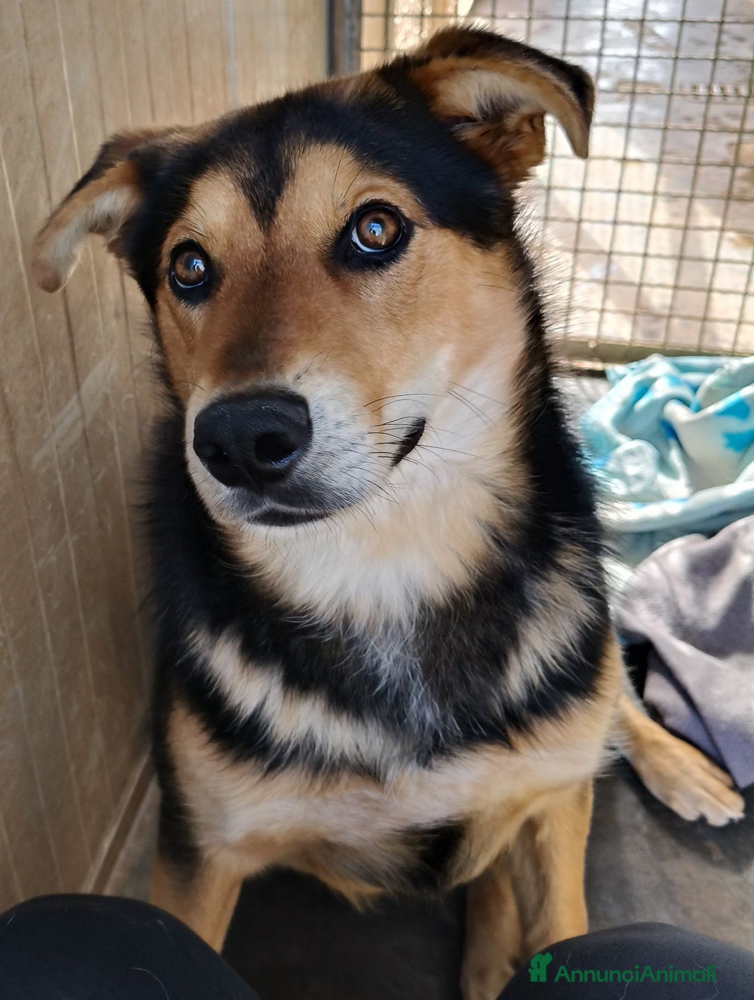 Meticcio cani in regalo: MILO CAGNOLINO PERFETTO - Annuncio 1