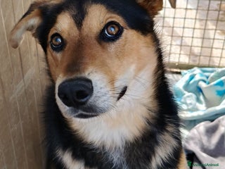 Meticcio cani in regalo: MILO CAGNOLINO PERFETTO - Annuncio 4