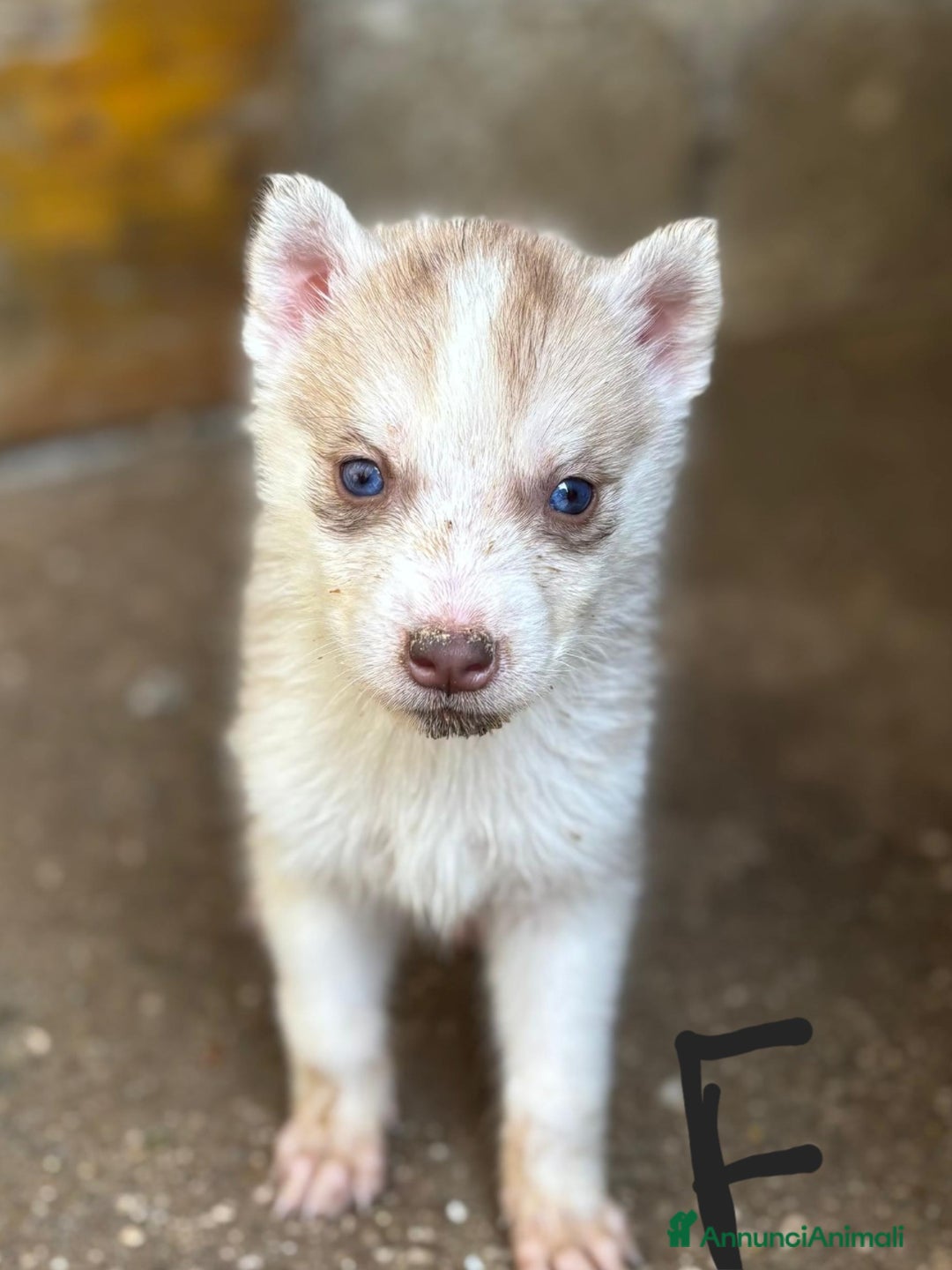 Husky cani in vendita: Cucciollata di husky siberian  - Annuncio 8
