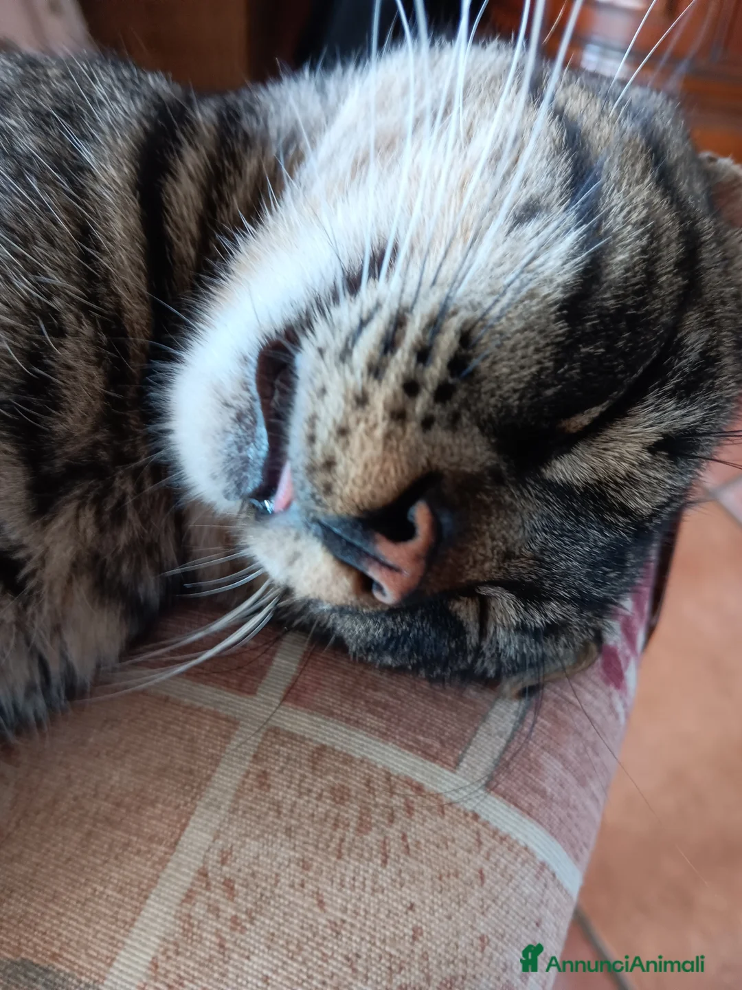 Europeo gatti in regalo: Gattina in cerca di famiglia - Annuncio 2