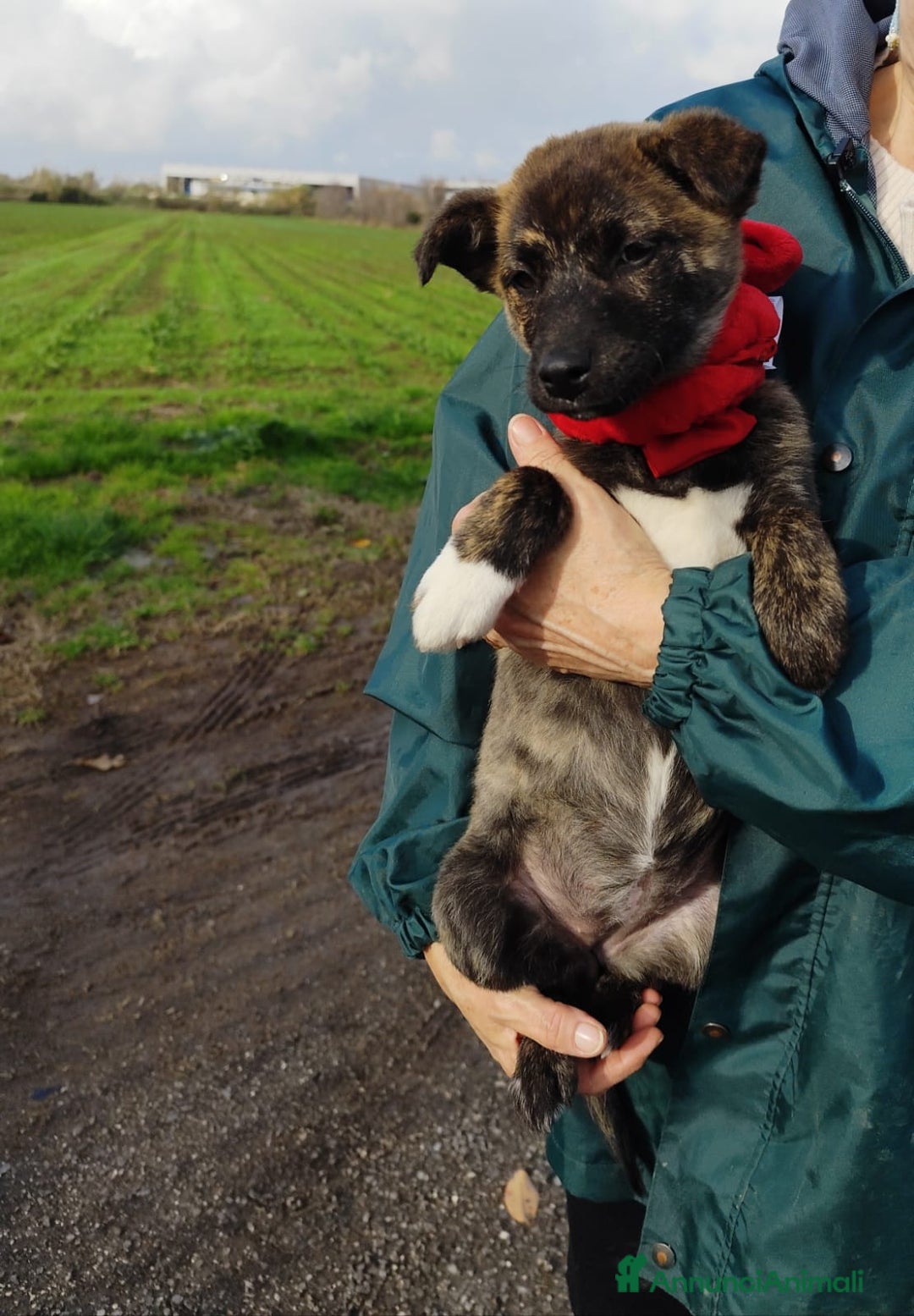 Meticcio cani in regalo: CANDY 3 mesi taglia piccola mix Shiba - Annuncio 3