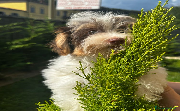 Yorkshire cani a Provincia di Bergamo - Annuncio 1
