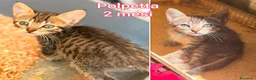 Altre razze gatti in regalo: GATTINI BISOGNOSI IN ADOZIONE  a Città Metropolitana di Bologna - Annuncio 4