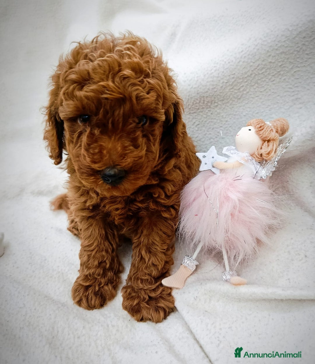 Barboncino cani in vendita: Barboncini Nani disponibili con Pedigree ENCI  - Annuncio 23