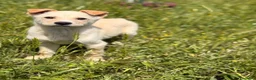 Meticcio cani in regalo: Pipo ❤️ - Annuncio 3