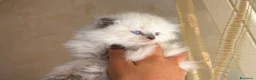 Scottish gatti in vendita: Scottish Blue Point/orecchie piegate/vaccinato - Annuncio 5