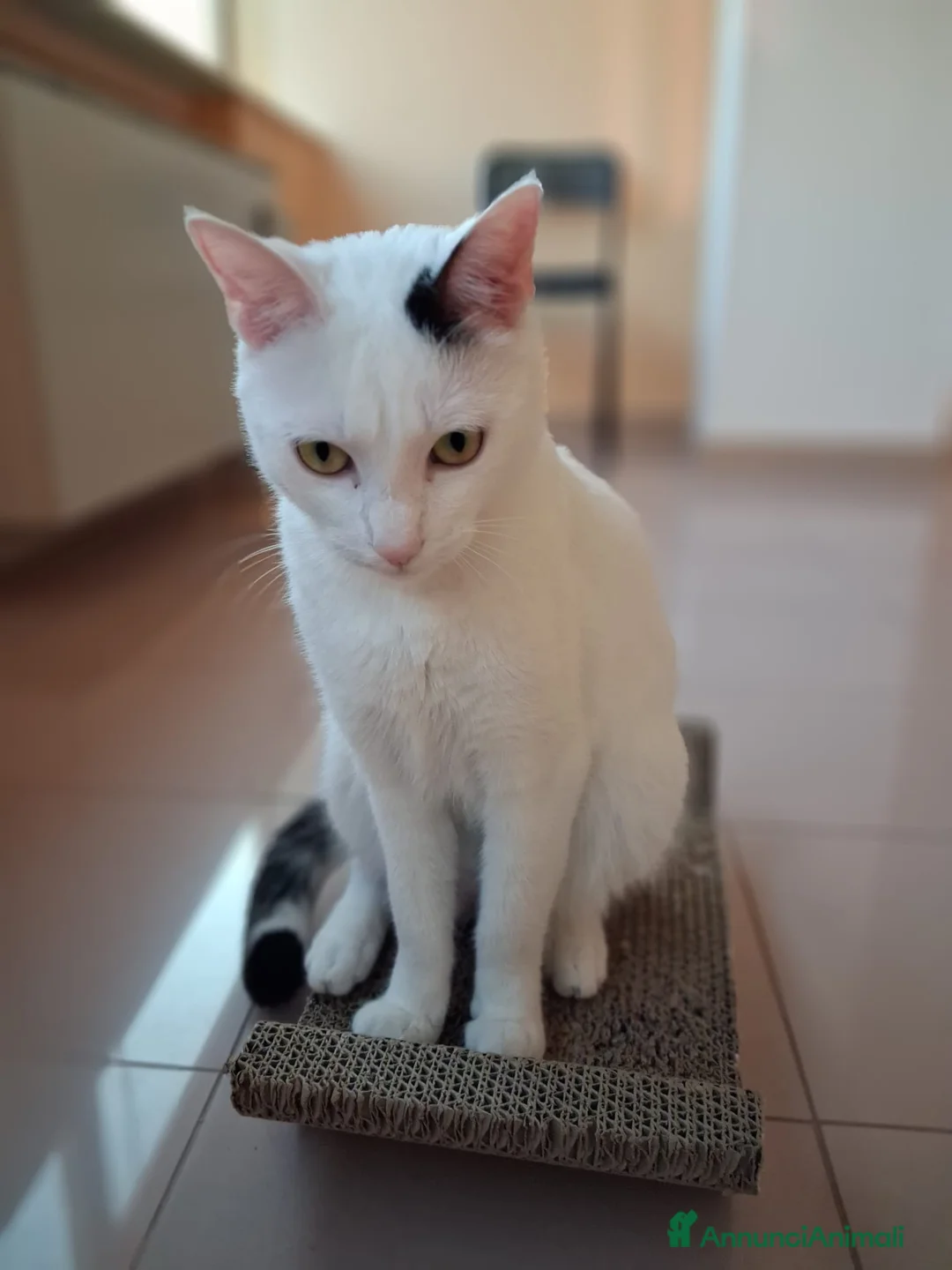 Meticcio gatti in regalo: Bianco & bianco  - Annuncio 6