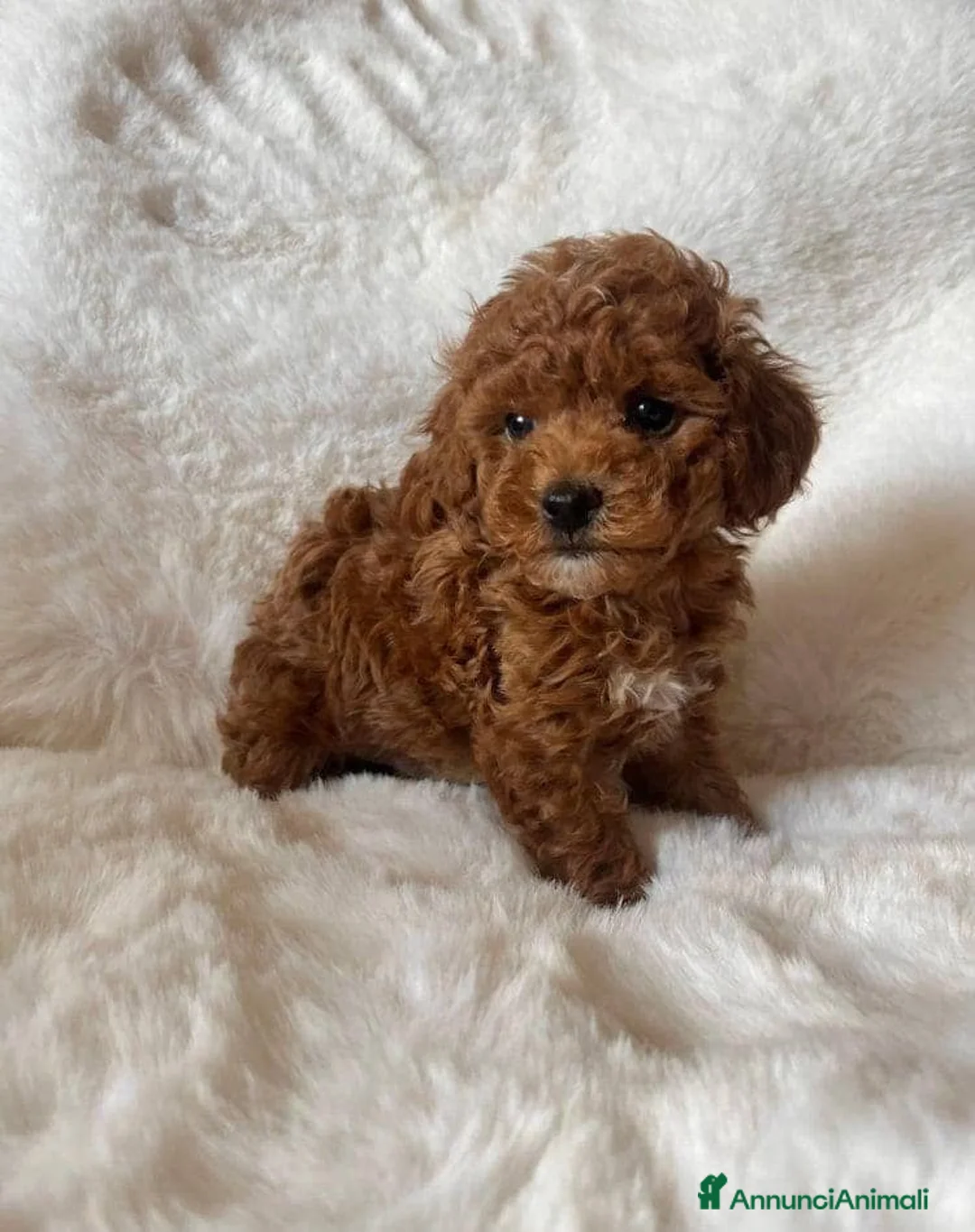 Maltipoo cani in vendita: Adorabili cuccioli di Maltipoo F1b - Annuncio 2