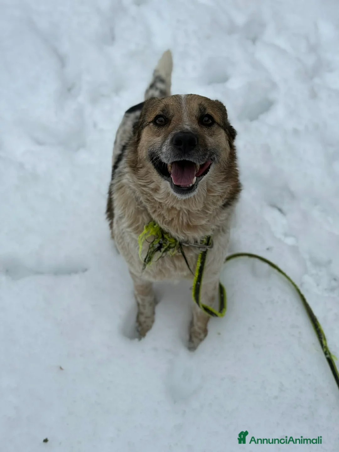 Meticcio cani in regalo: KLAUS, dimenticato da tutti. - Annuncio 7
