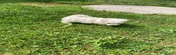 Maltese cani in vendita: Maltese - Annuncio 5