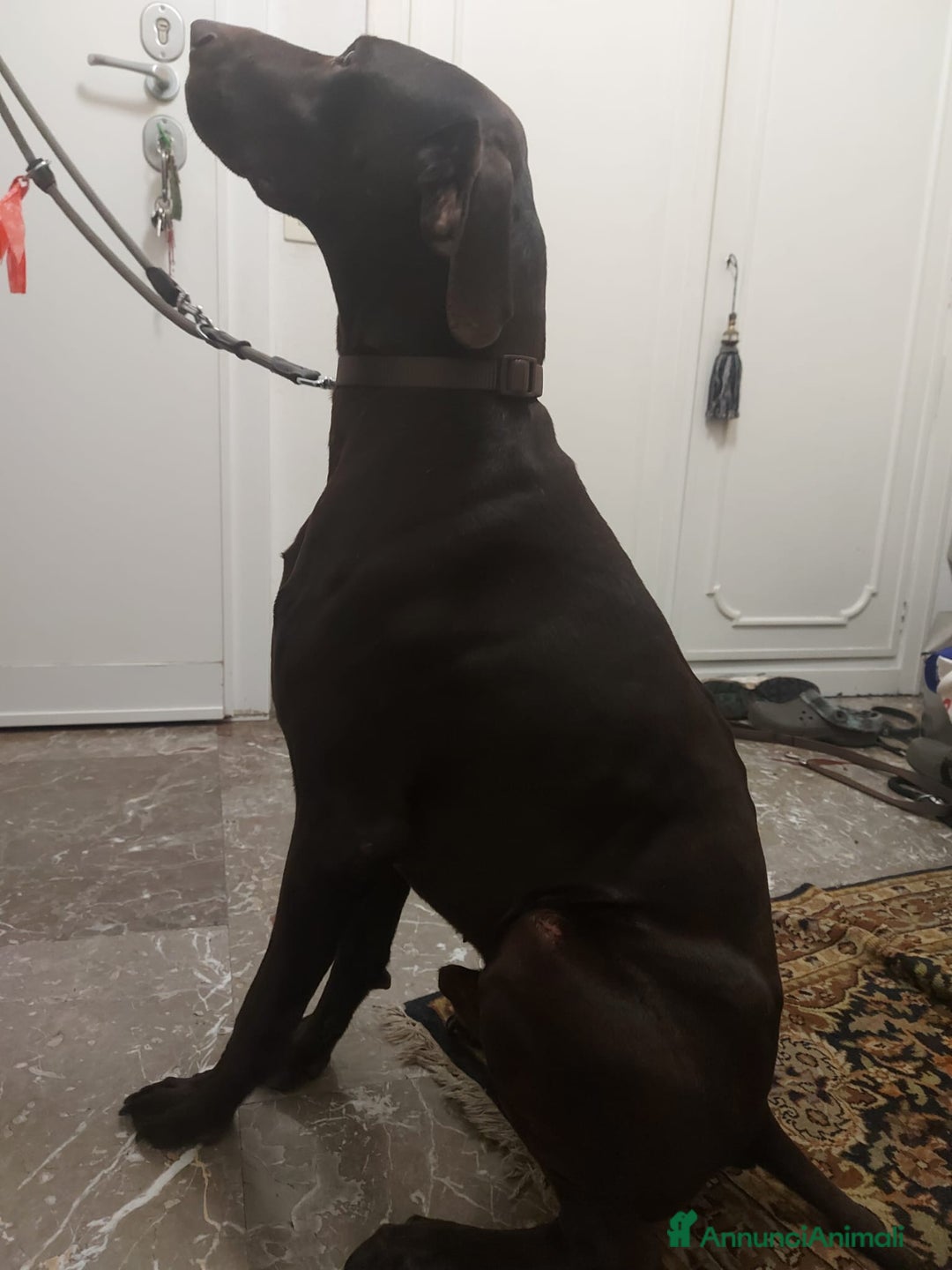 Bracco cani in regalo: Bracco tedesco kursal con pedigee - Annuncio 9