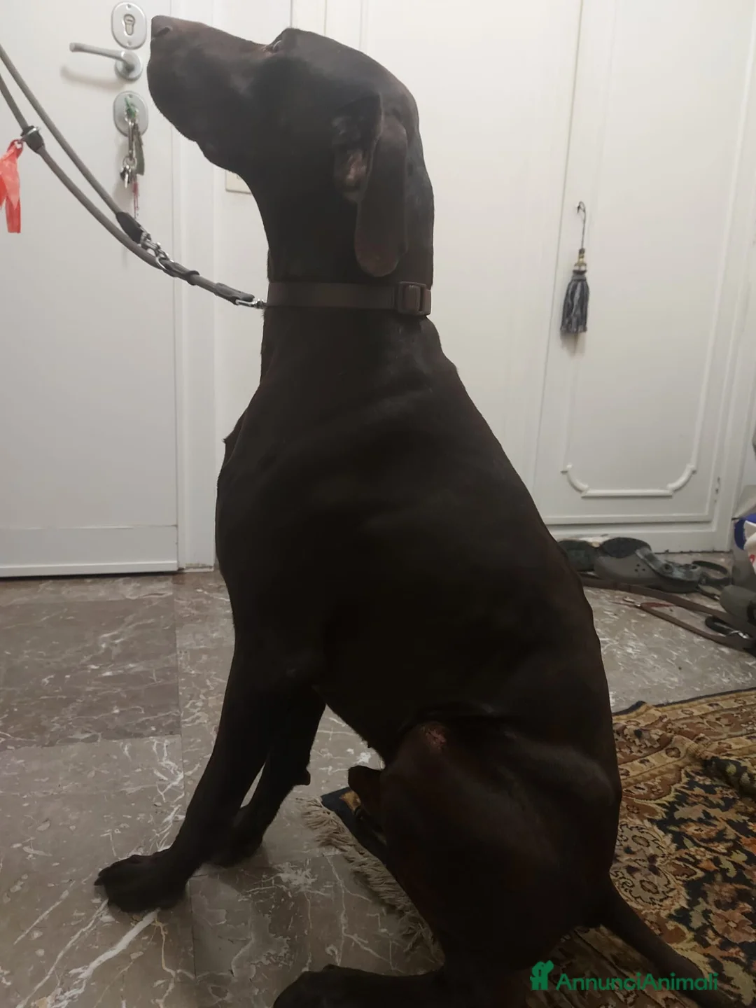 Bracco cani in regalo: Bracco tedesco kursal con pedigee - Annuncio 9