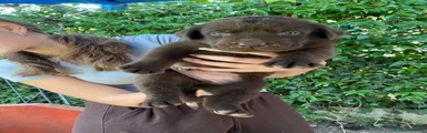 Labrador 2