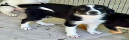 Meticcio cani in regalo: Musa  a Provincia di Lecco - Annuncio 1