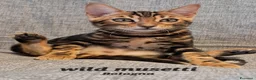 Bengala gatti in vendita: Bengala cuccioli a Provincia della Spezia - Annuncio 5