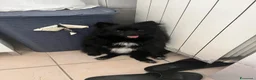 Volpino Pomerania cani in vendita: Volpino Pomerania  - Annuncio 1