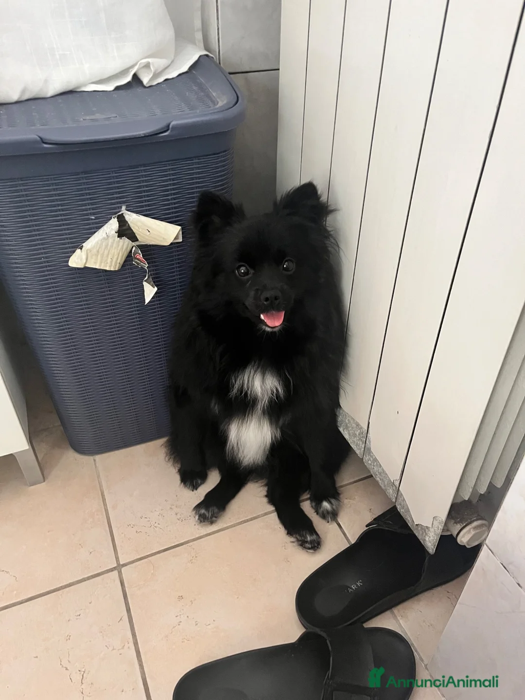 Volpino Pomerania cani in vendita: Volpino Pomerania  - Annuncio 1