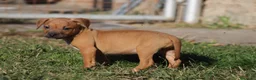 Pitbull cani in vendita: Cuccioli Pit Bull con Pedigree anche a rate - Annuncio 2