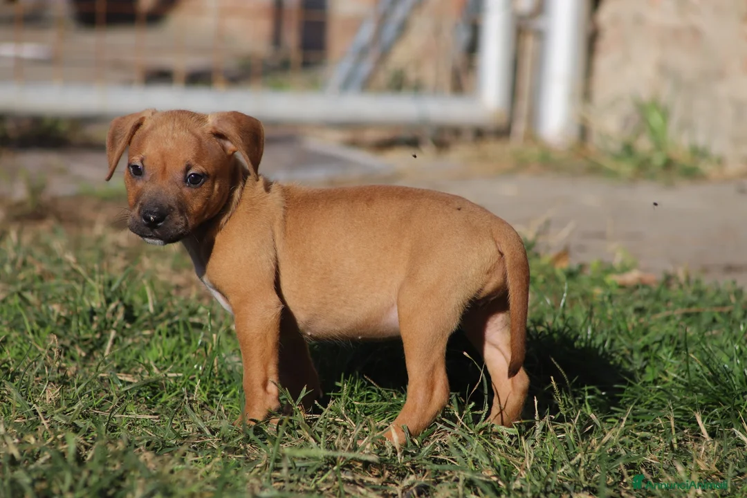 Pitbull cani in vendita: Cuccioli Pit Bull con Pedigree anche a rate - Annuncio 2
