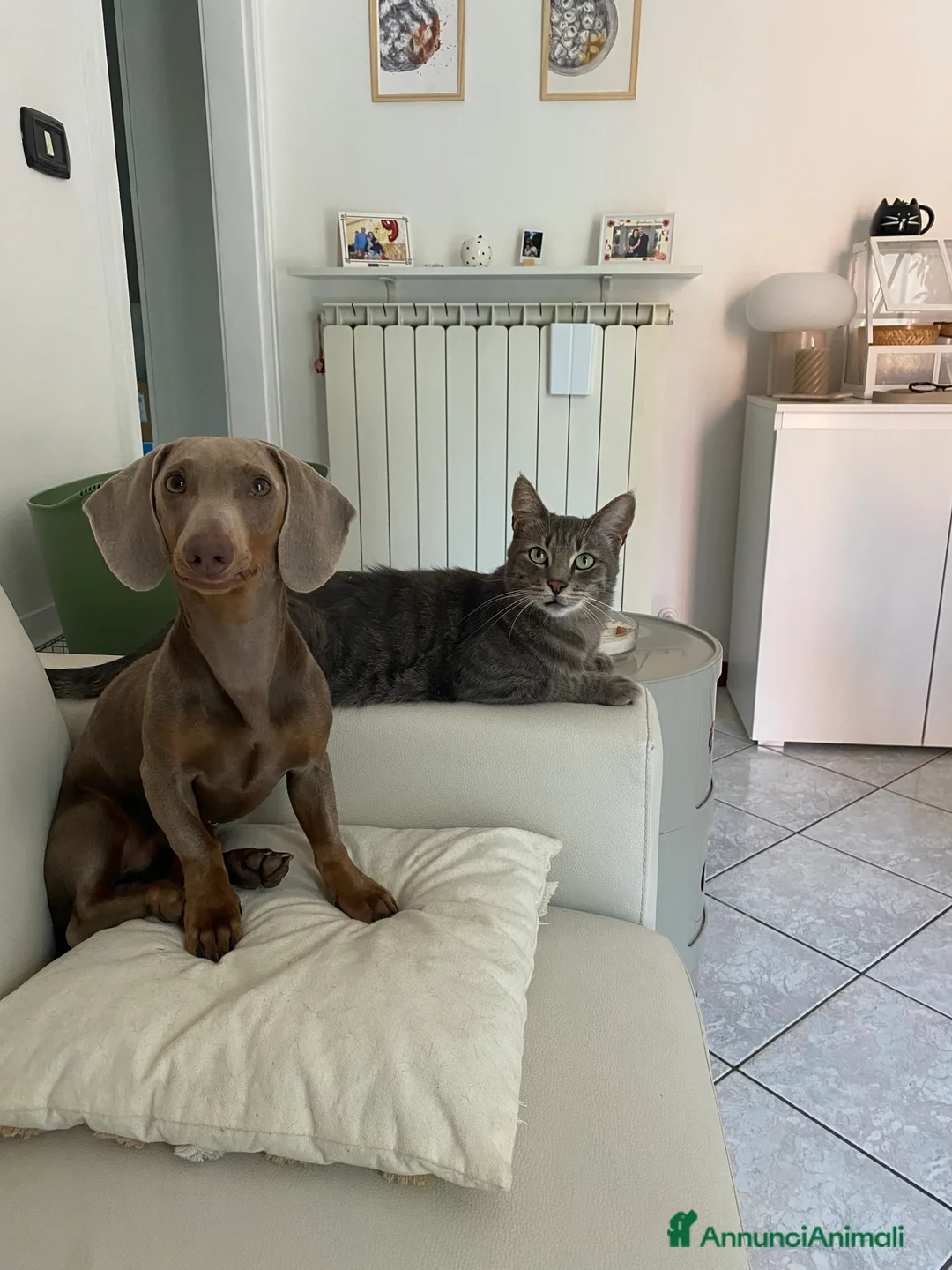 Bassotto cani per accoppiamento: Bassotto nano blue disponibile per monta.  - Annuncio 5