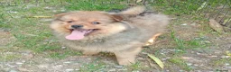 Spitz cani in vendita: Spitz piccolo volpino  - Annuncio 5