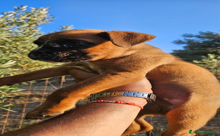 Boxer cani a Provincia di Cosenza - Annuncio 2