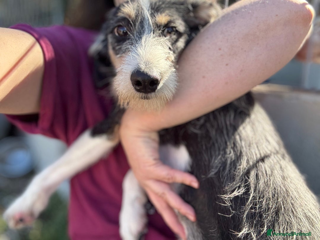 Meticcio cani in regalo: Pipistrello mix segugio taglia media - Annuncio 3