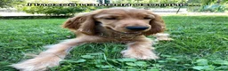 Cocker cani per accoppiamento: Cerco la femmina per accoppiamento a Città Metropolitana di Bologna - Annuncio 6